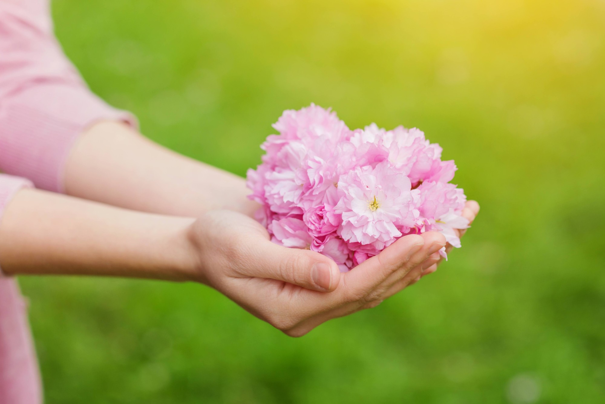両手で桜の花びらを優しく包み込む様子